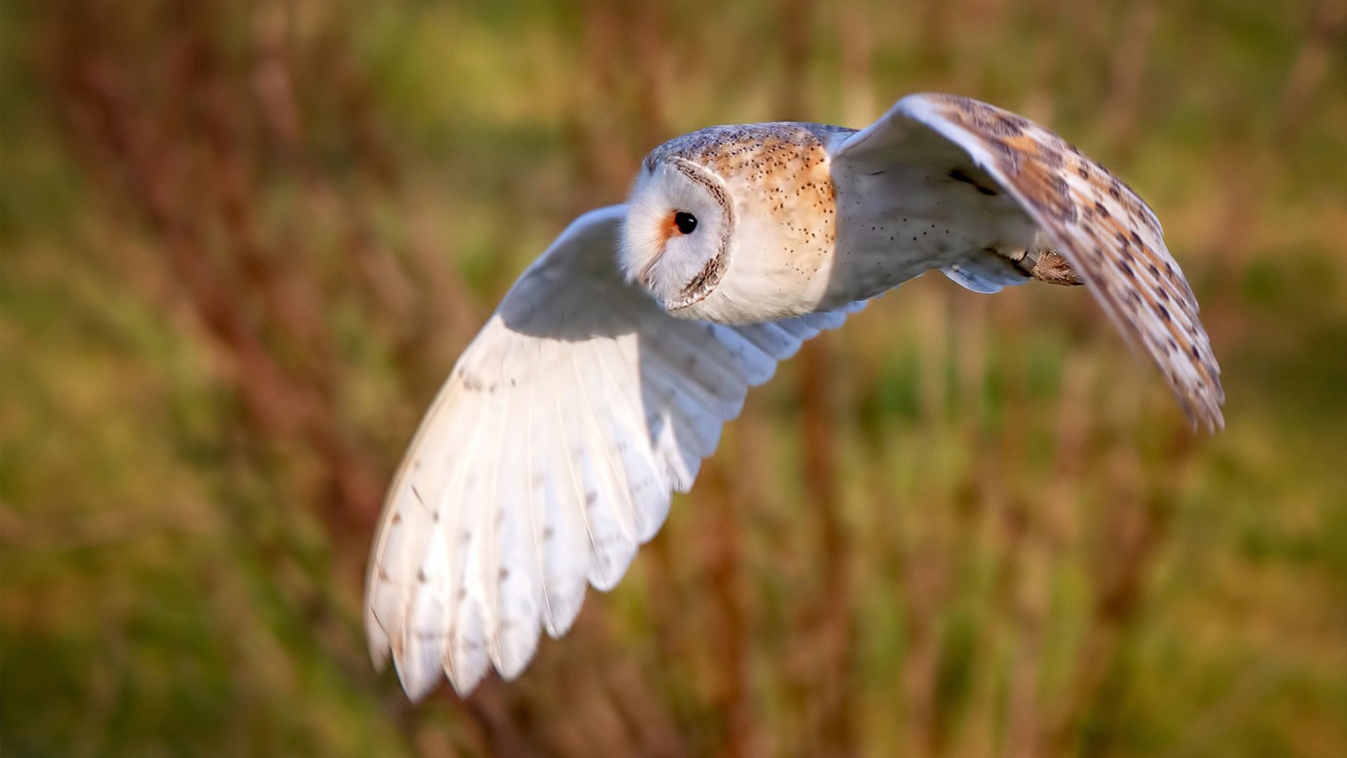 西甲德比夜，拉文接管；马刺速胜，猛龙难挡