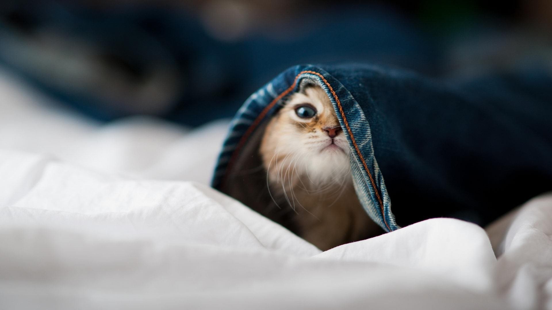 骑士提前终结悬念太阳，杰伦·格林成为关键先生，新星崛起与战术变革的交汇点